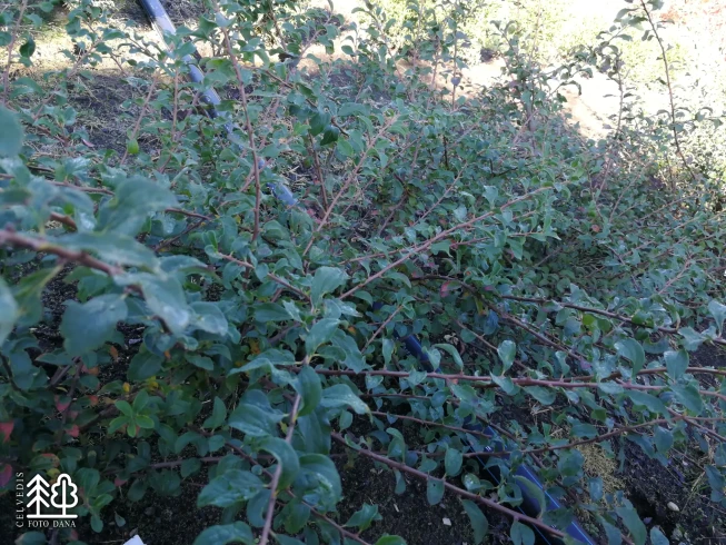 Spiraea nipponica   'White Carpet'
